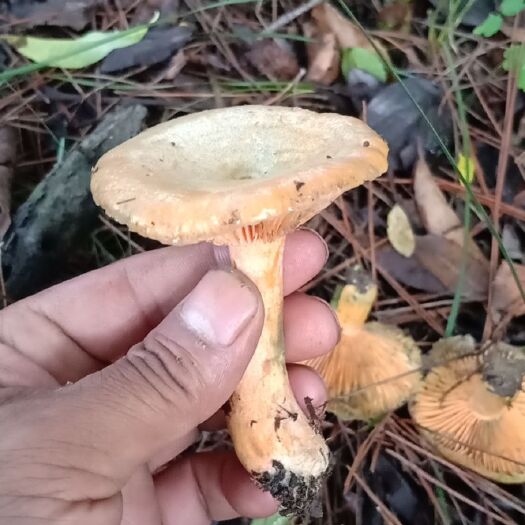 长顺县紫花菌 非常有营养，非常好吃，补充身体所缺的