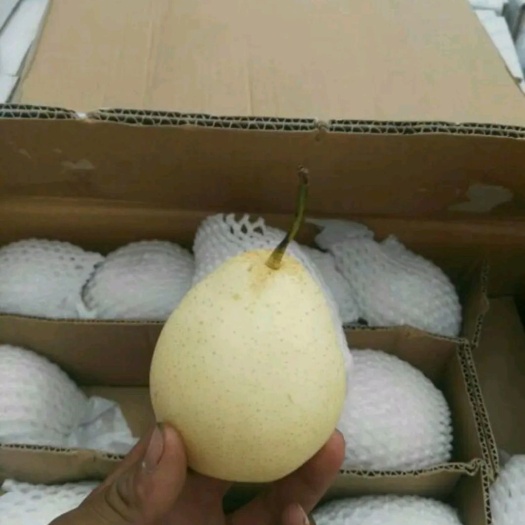 筠连县 雪花梨水晶梨