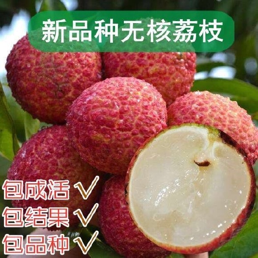 灵山县无核荔枝苗 荔枝树苗，嫁接苗妃子笑 无核荔枝桂味广西荔枝四季种植
