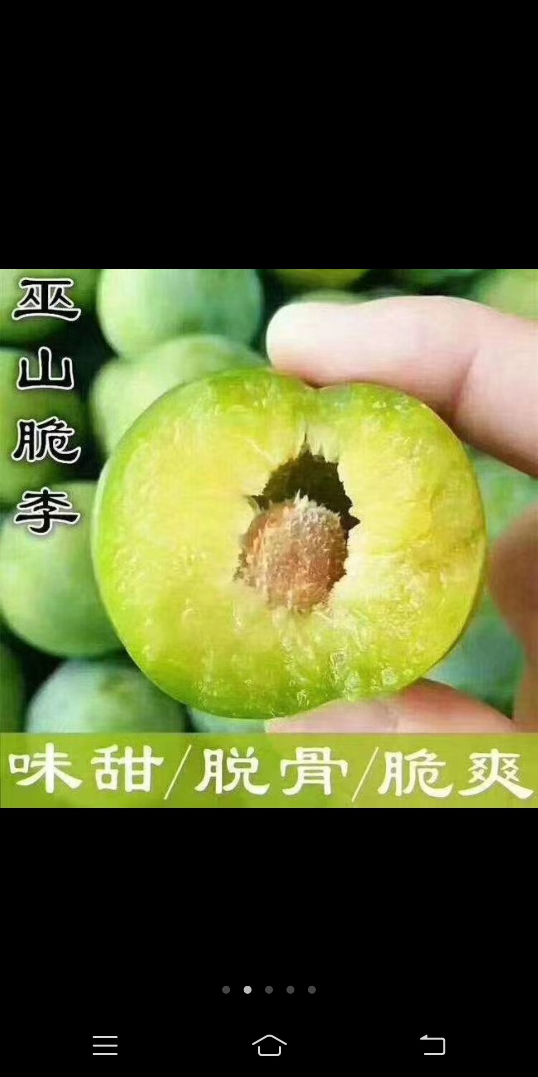 正中的巫山脆李又甜又脆