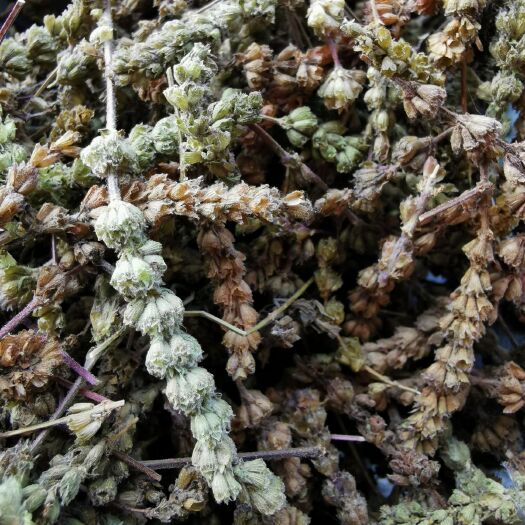 安国市荆芥 芥穗 芥穗碳黑芥穗 正品中药材 【包邮】