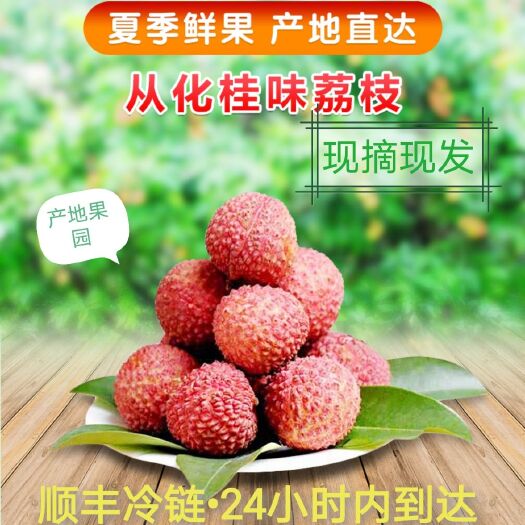 广州桂味荔枝 从化钱岗糯米糍/从化桂味/一件代发/冷链速达/保鲜到家