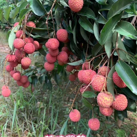 灵山县广西正宗嫁接桂味荔枝苗 无核荔枝果树苗包邮优质高产