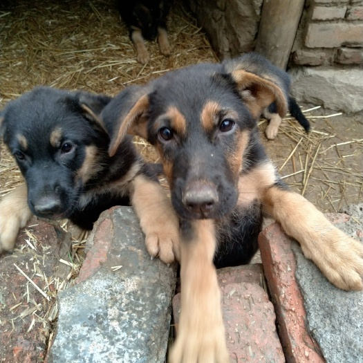 德国牧羊犬，大型犬类，家庭养植，诚信经营