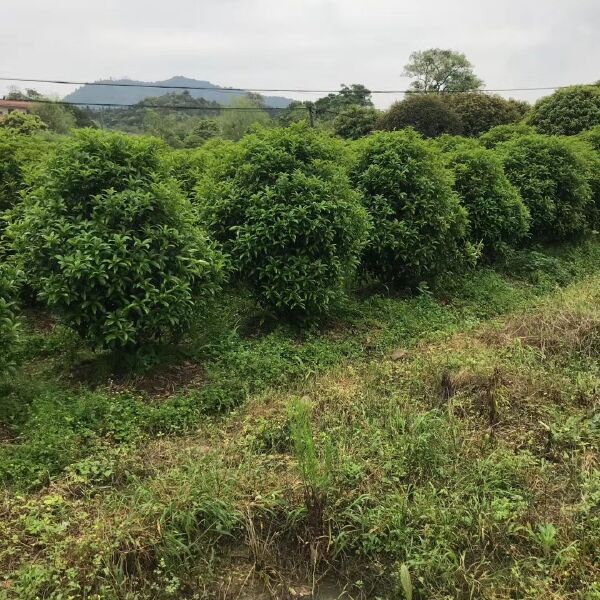  地笼桂花树