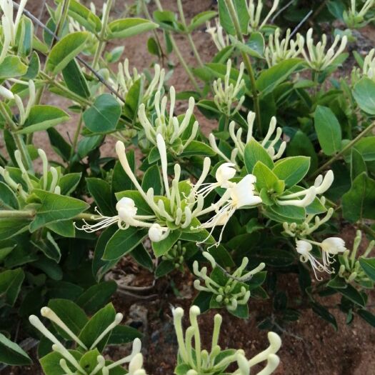 临沂 四季金银花苗