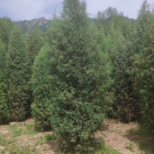 天祝县 苗木供应50公分杯苗到7米的云杉，地径1到10公分的暴马丁香