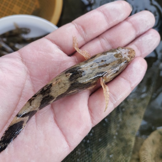 东莞市 笋壳鱼苗 沙塘鳢鱼苗 呆子鱼苗 泰国笋壳鱼苗 杂交笋壳鱼苗
