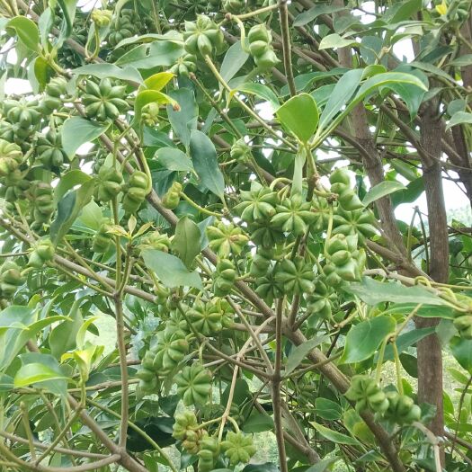 藤县【顺丰包邮】广西古龙大红八角树苗矮化高产嫁接营养杯苗裸根苗