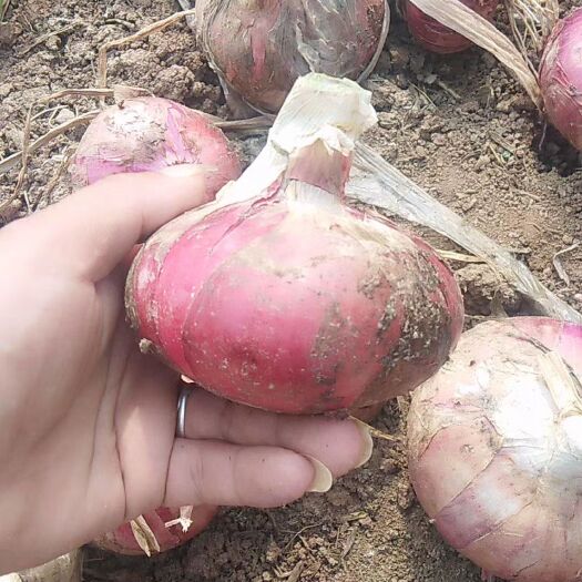丰县紫皮洋葱 9cm以上