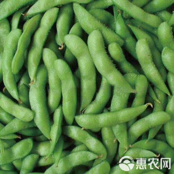 毛豆荚  毛豆 精品毛豆 大量供应 产地直销 诚信合作 支持