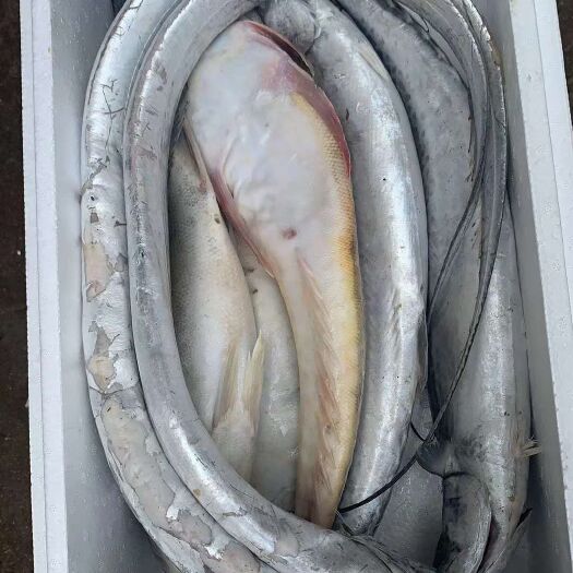 荣成市 渤海大刀鱼