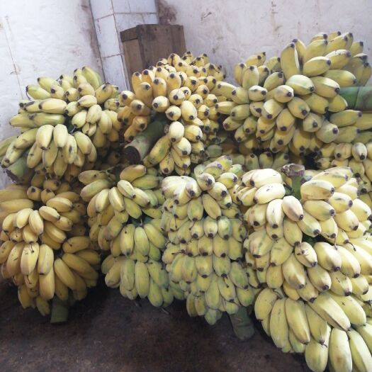 昆明苹果蕉 七成熟