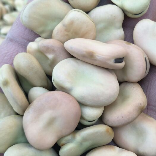 同德县 干蚕豆   生长在青藏高原  粒粒饱满