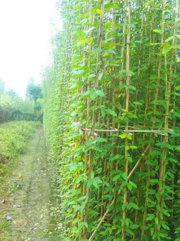  油麻藤基地直接供应