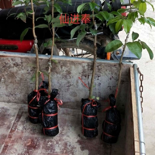 灵山县仙进奉荔枝苗 仙进奉苗