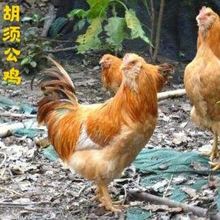 广州 胡须鸡苗  阉鸡  品种优良  成活率高