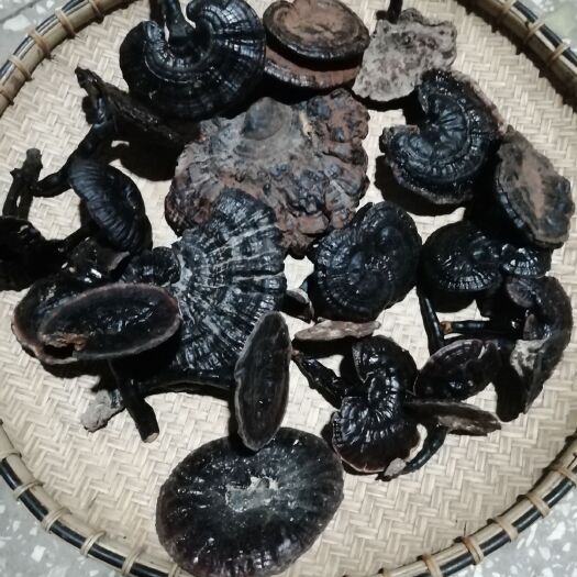 宁明县灵芝