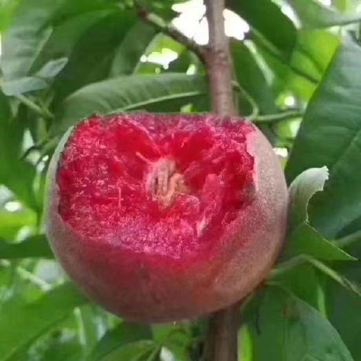鲁山县 各位朋友你们好，这是我家自己种植的血桃已经成熟欢迎大家定购