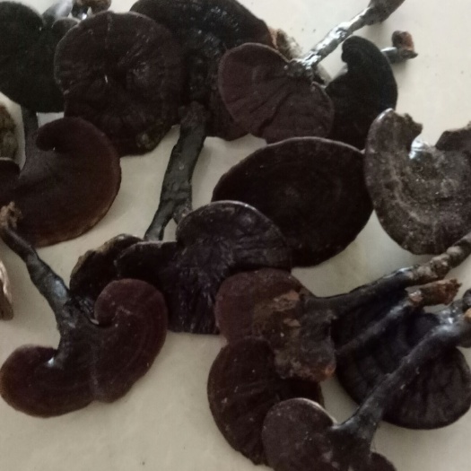 宜丰县黑灵芝有需要的老板联系我