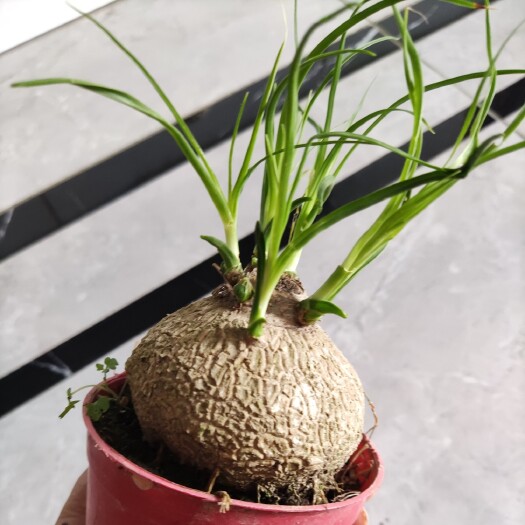 漳州酒瓶兰盆栽 酒瓶兰多头盆栽植物室内桌面摆件阳台花卉观赏室外庭院绿化除甲醛