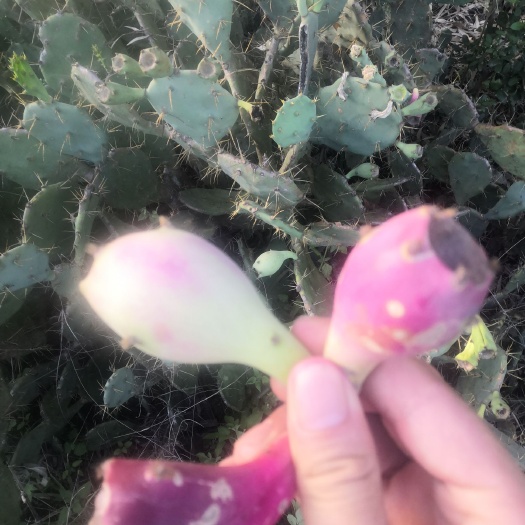 合浦县 仙人掌可食用，药用，外敷，美容，种植观赏