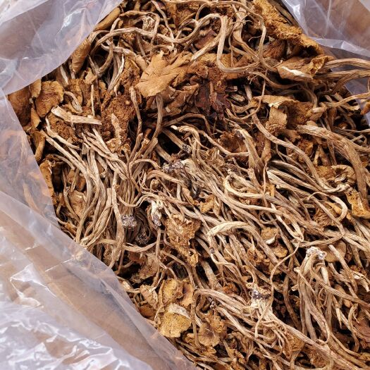 郑州 优质茶树菇