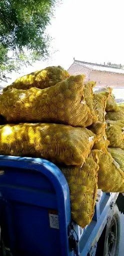 青皮核桃支持线上保障交易纯手工采摘