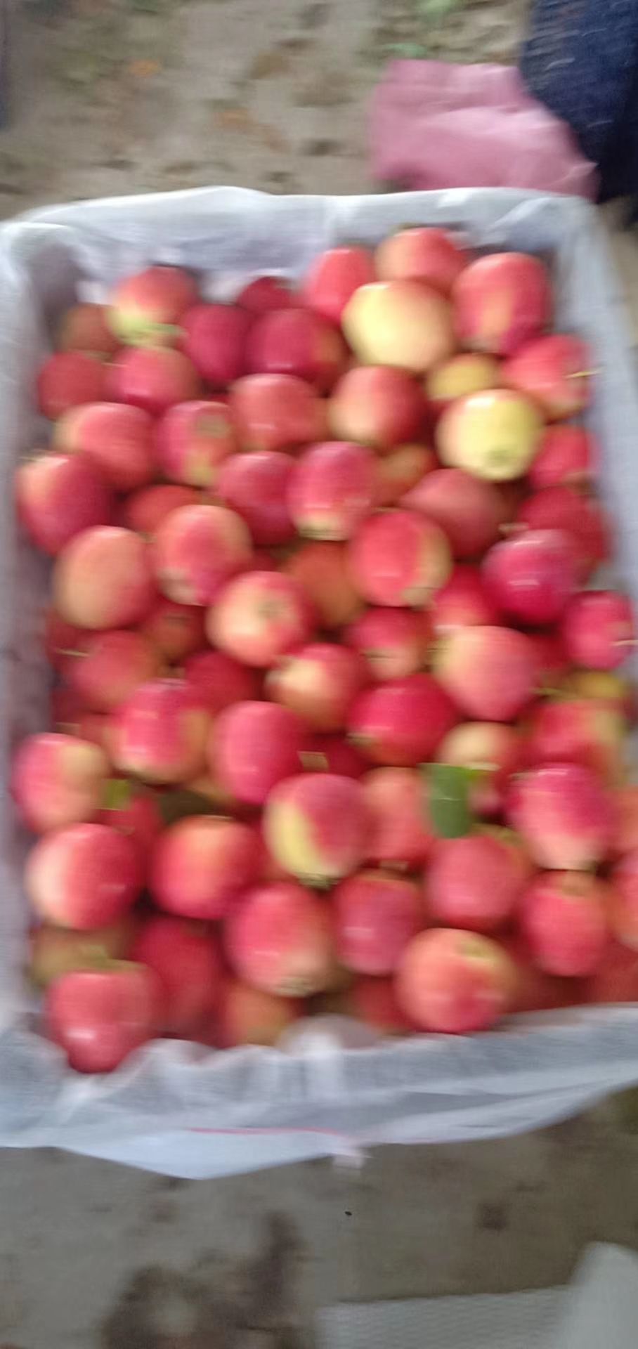  吉林辽源K九苹果上市中龙丰苹果鸡心苹果果面光滑甜脆口耐运代办