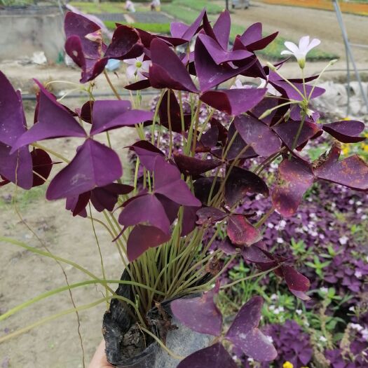 供应紫叶酢浆草，小杯苗，株高10-15公分，正在开花