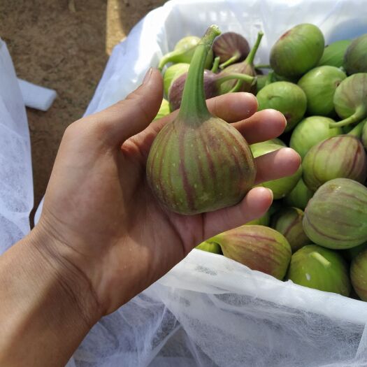昆明波姬红无花果 看看果肉就知道货色，不怕货比三家