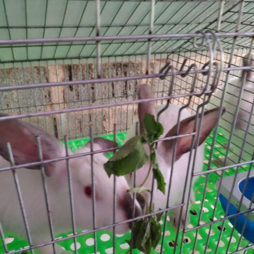 南宁肉兔 5斤以上