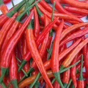 商丘小米椒  艳红大量供应 价格低，货源充足，持续供货 11月。