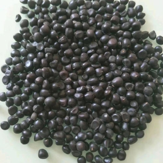 菏泽油用牡丹籽