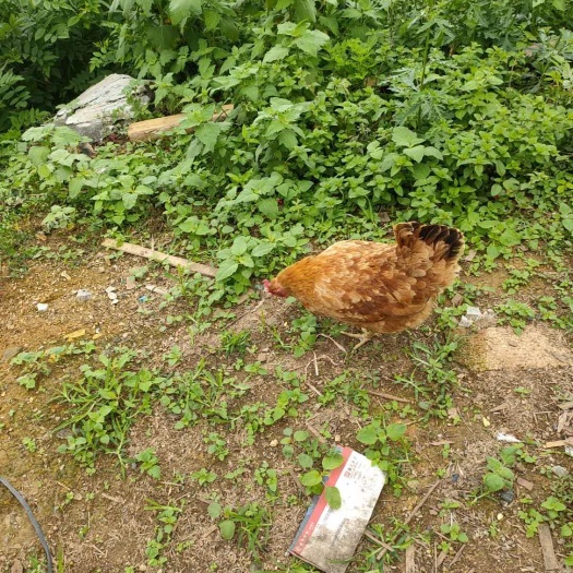 贵阳土鸡 500只左右