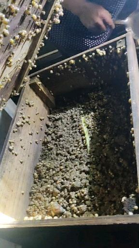 白玉蜗牛  已培育一个月的小蜗牛