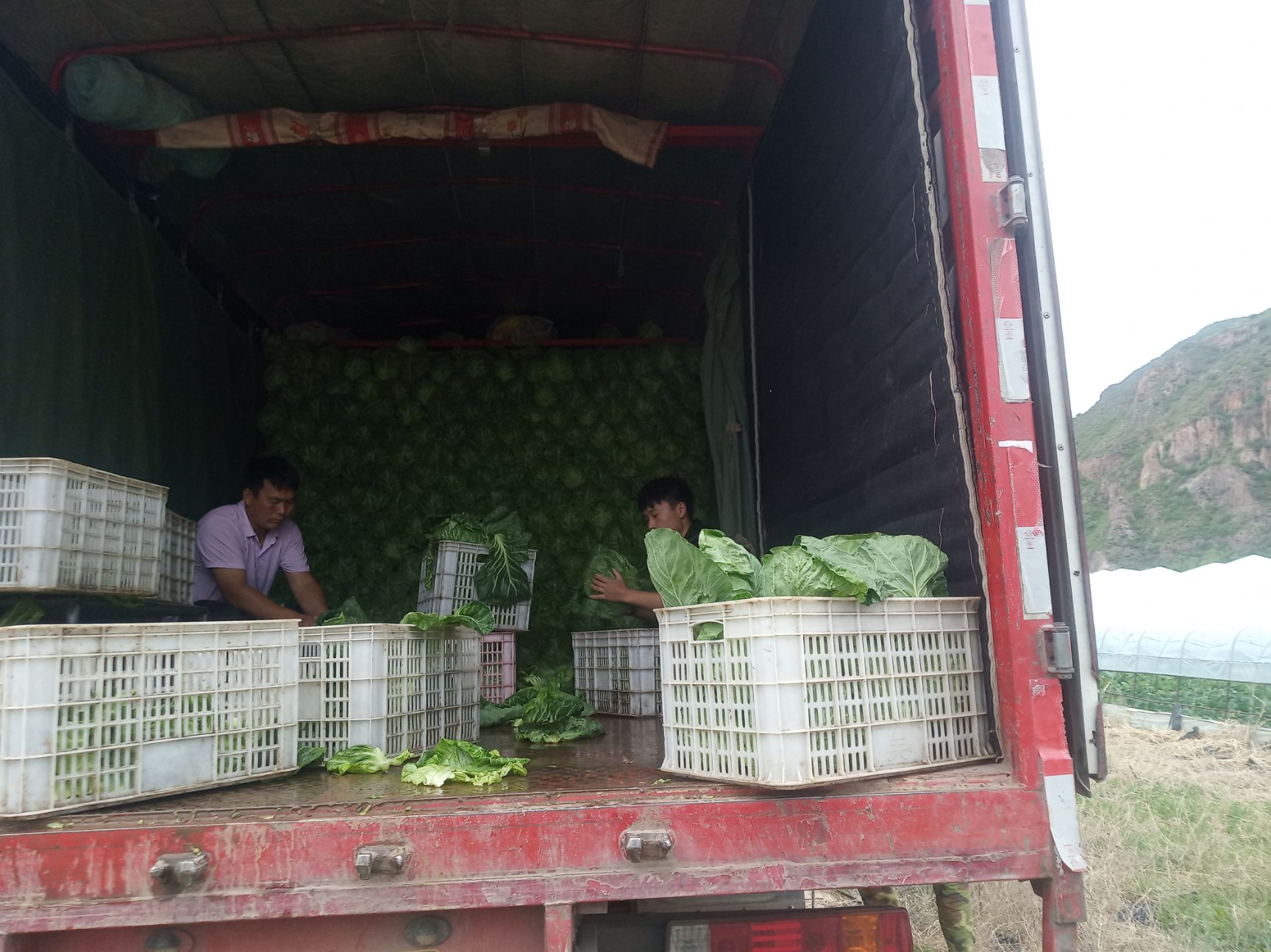 苦叶生菜 有基肥种植无化肥绿色蔬菜每亩3500至4000千