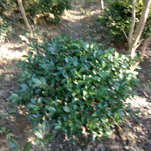 九江茶梅球