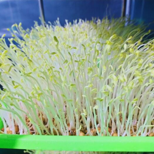 安康豌豆苗 天然绿色黄金芽