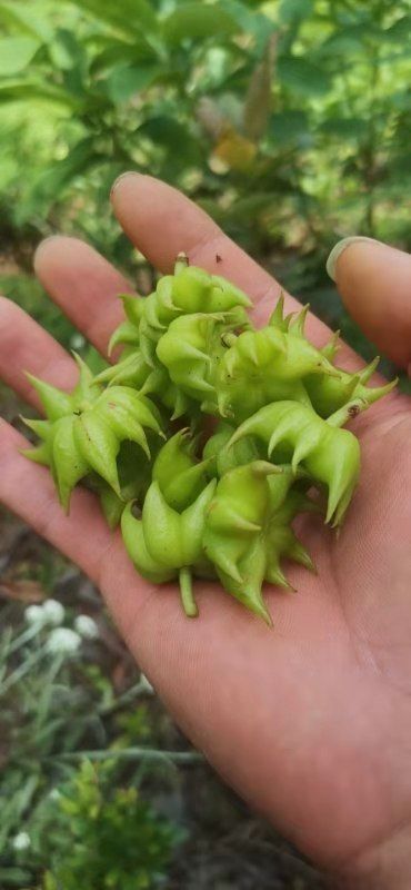 威宁县 低价出售野八角