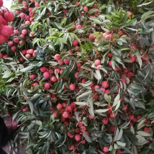 惠东县桂味荔枝 口感好又新鲜