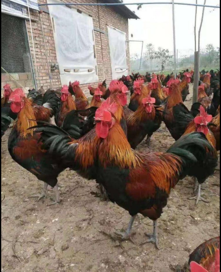 云南正宗黑瑶鸡苗，包打疫苗，孵化场直供，路损包赔，高成活率