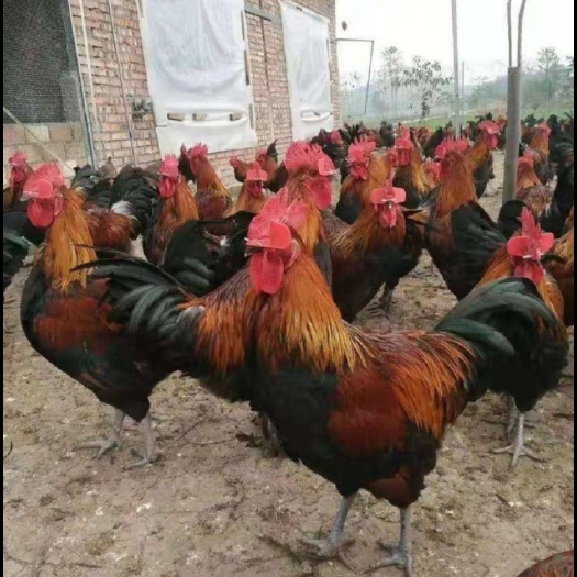 昆明云南正宗黑瑶鸡苗，包打疫苗，孵化场直供，路损包赔，高成活率