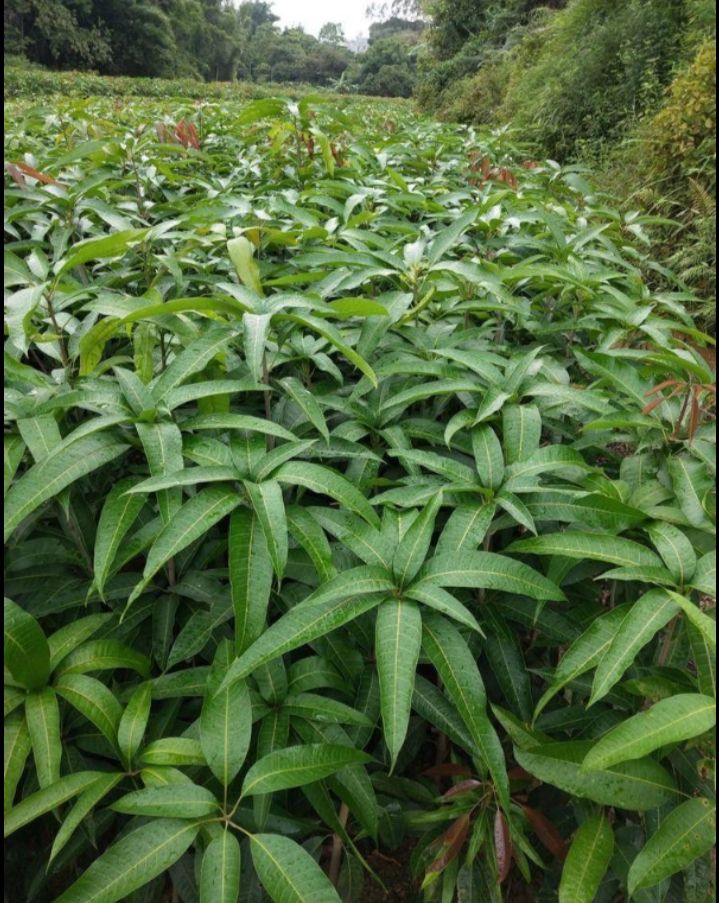 包邮，贵妃芒果苗，嫁接苗，营养杯苗，裸根苗，打土球苗。