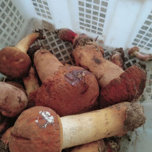 丘北县 黄牛肝菌