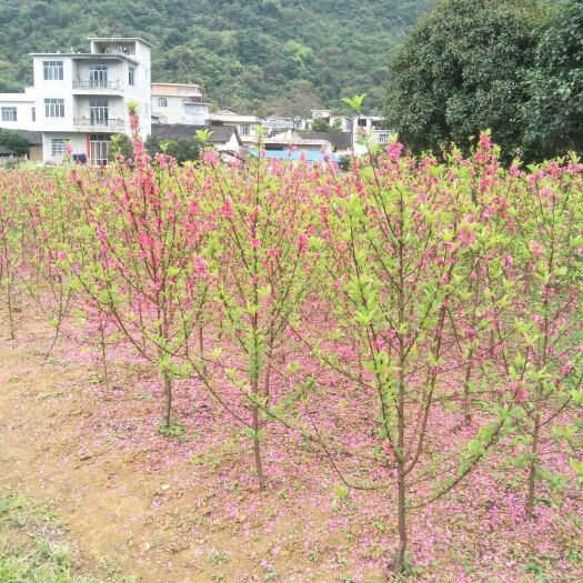 桂林 碧桃2到3公分价格具体情况详谈