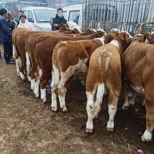 威宁县杂交牛 350一450斤 统货