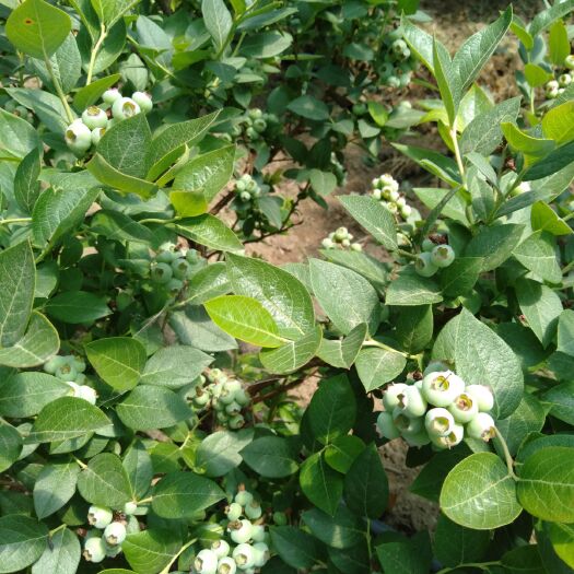 开原市 大蓝莓，甜口