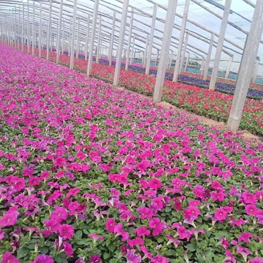 青州市矮牵牛  多年生草本植物。它的花期长，花朵颜色艳丽，常被用于花坛等地方