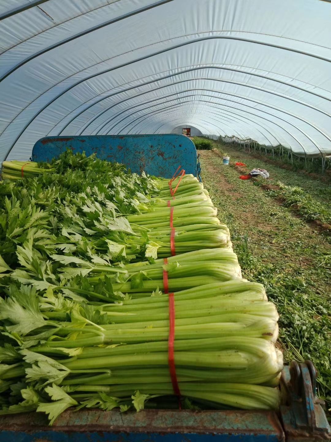 西芹  陜北精品芹菜量大優(yōu)惠，歡迎選購